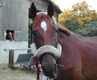 picture of a horse